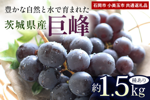 【数量限定・先行予約】 巨峰 約1.5kg（種あり） 《8月20日～9月30日発送予定》 ぶどう ブドウ 葡萄 果物 くだもの フルーツ（石岡市 小美玉市 共通返礼品）67-E