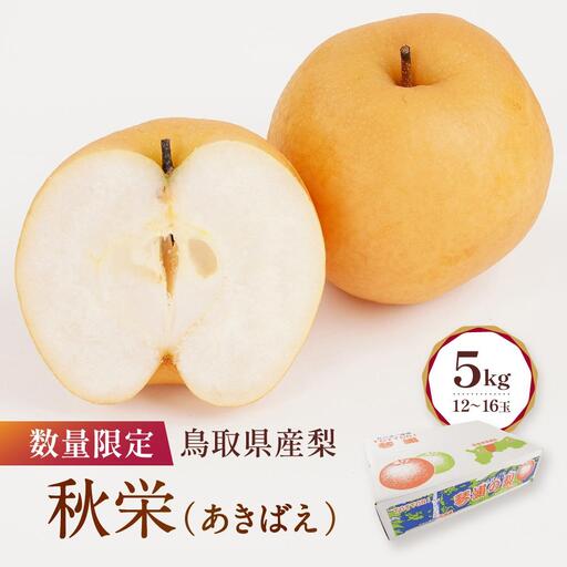 数量限定 鳥取県産梨 秋栄 5kg（12～16玉） 梨