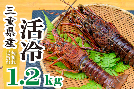 伊勢えび(活冷)サイズ不揃いセット〜バタバタしたら角と足がとれちゃいました〜[2〜8尾(1.2kg)][訳あり][US01]