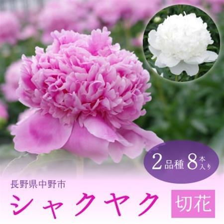 シャクヤク切花 2品種8本入り[配送不可地域:離島]