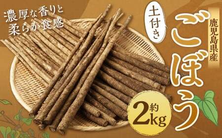鹿児島県産 土付きごぼう 約2kg[2026年12月上旬-2027年3月下旬迄順次発送予定]