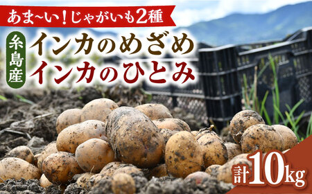 糸島育ちのジャガイモ 2種食べ比べ インカのめざめ インカのひとみ 各5kg・計10kg  糸島市 / 糸島ボンテール農園 [ACO014]