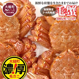 【令和9年発送】三陸産！活毛ガニセット 300g×4杯【08】【2027年2月～4月発送】【配送日指定不可】