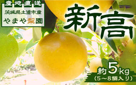 新高約5kg（5～8個入） 【茨城県産】 ※2026年9月～発送