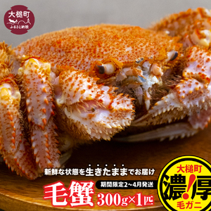【令和9年発送】三陸産！活毛ガニ 300g相当×1杯【08】 【2027年2月～4月発送】