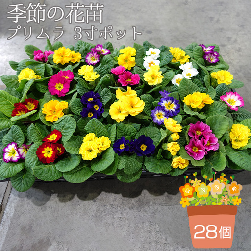 季節の花苗 プリムラ 3寸ポット 28個セット（プリムラ ジュリアン／プリムラ ポリアンサ） No.132