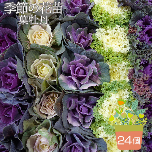 季節の花苗 葉牡丹（ハボタン） 24個セット 色と種類はミックス おまかせ 送料無料 No.044