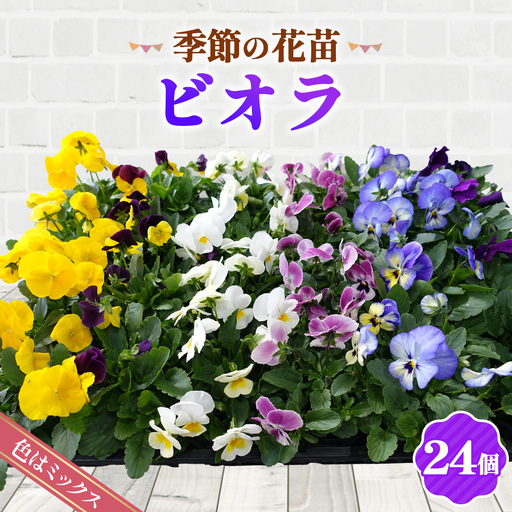季節の花苗 ビオラ 24個セット 色はミックス おまかせ 送料無料 No.047