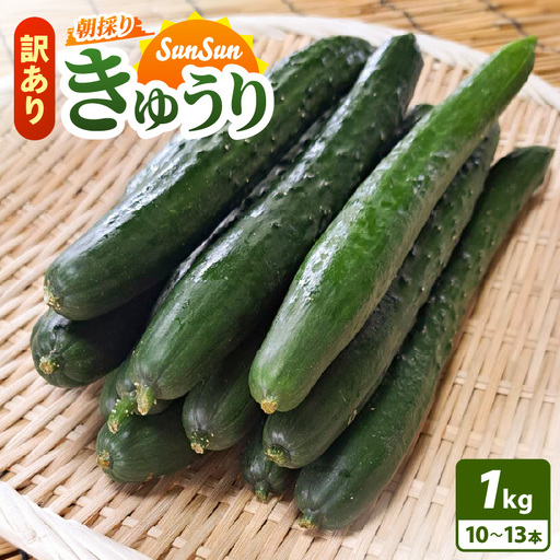 [先行予約][訳あり]期間限定 太陽の光サンサンと浴びた「SunSun きゅうり」 1kg以上[2026年7月上旬以降順次発送][胡瓜 野菜 漬物]] [e35-a055]
