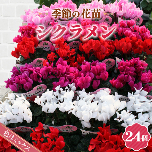 季節の花苗 ガーデンシクラメン 24個セット No.149