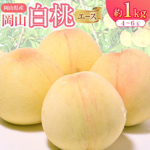 2026年 先行予約 岡山県産 白 桃 エース 約1kg(4〜6玉)| 桃