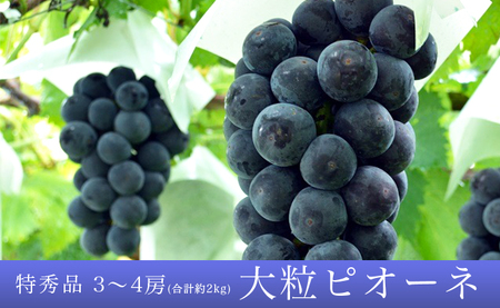 [ 先行予約 ] ぶどう ピオーネ 2kg 3〜4房 特秀 [2026年9月中旬頃〜順次発送] 農家直送 山形県 朝日町産 山形産 ブドウ 葡萄 グレープ 果物 フルーツ 秋