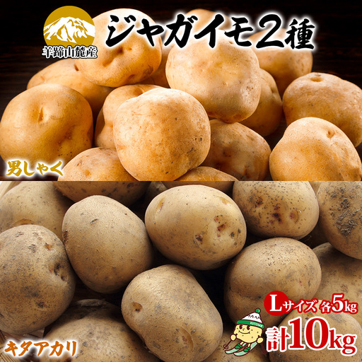 じゃがいも 北海道産 男爵・キタアカリ Lサイズ JAようてい じゃがいも[各約5kg 計10kg]