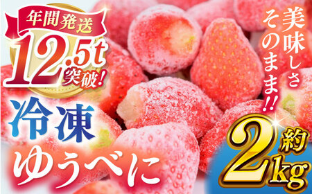 冷凍 いちご ゆうべに 約2kg[熊本ベリー]