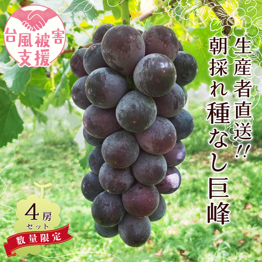 ぶどう 巨峰 種なし 4房 農家支援 災害支援  ぶどう