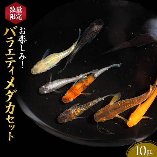 ＜数量限定＞お楽しみ！バラエティメダカセット(10匹)