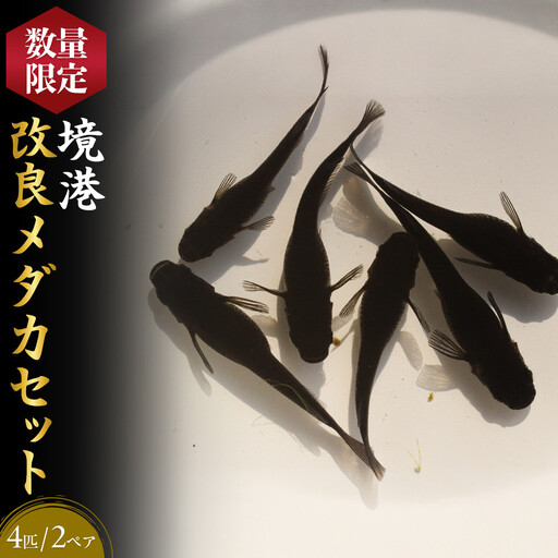 ＜数量限定＞境港改良メダカセット(4匹・2ペア)