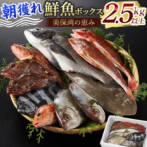＜火～木着※指定日不可＞＜期間限定＞＜4月上旬～10月末頃発送予定＞朝獲れ鮮魚ボックス「美保湾の恵み」(計2.5kg以上)