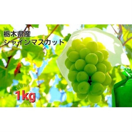 【1kg】朝採れ新鮮!シャインマスカット(8月頃～10月頃)【配送不可地域：離島】【1487247】