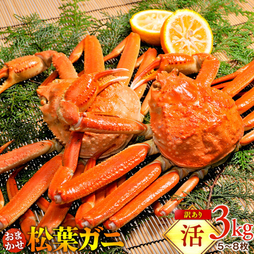 [活]訳あり 松葉ガニおまかせ3kg(5〜8枚) | 松葉 カニ 訳あり活 特大 美味しさに 訳あり 不揃い でないたっぷり ※2026年11月上旬〜2027年3月下旬頃に順次発送予定 ※着日指定不可
