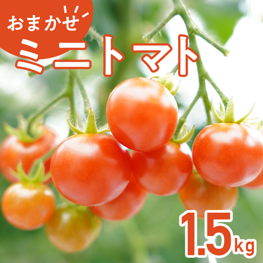 454 ミニトマト 1.5kg 甘い JA 水戸 茨城 2026年8月頃から順次発送予定