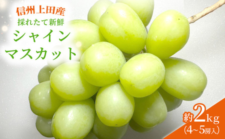 【2026年先行予約】シャインマスカット 信州上田産金剛寺ぶどう 約2kg 4～5房 ぶどう 葡萄 ブドウ マスカット 2kg 果物 くだもの フルーツ デザート 旬の果物 旬のフルーツ 長野県 長野 金剛寺ぶどう