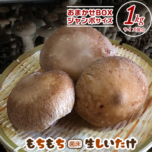 もちもち菌床生しいたけ　おまかせジャンボBOX　１kg