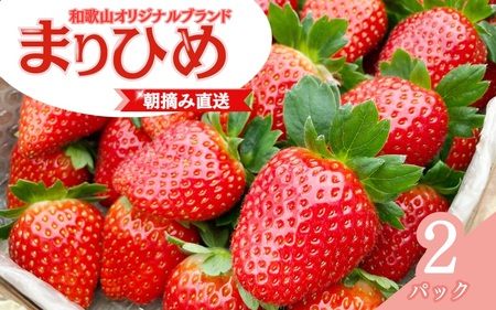【先行予約】特大まりひめ いちご 朝摘 6個～11個入り×2パック  2027年1月中旬～2027年3月末頃に順次発送予定（お届け日指定不可）/ いちご 苺 まりひめ 和歌山 フルーツ  果物 くだもの【kiy003A】
