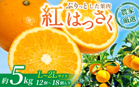 【先行予約】【数量わずか】あふれる果汁！ 希少な紅はっさく 秀品 5kg L～２L 2027年2月初旬〜2027年3月中旬頃に順次発送予定（お届け日指定不可）/ ハッサク 八朔 紅八朔 紅はっさく フルーツ 柑橘 蜜柑 果物 くだもの【kgr006A】