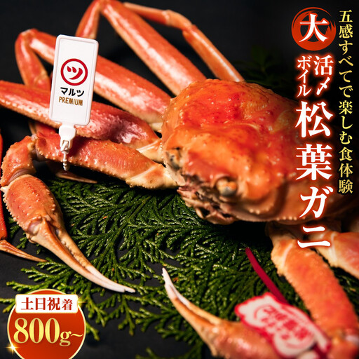 ＜土日祝着※指定日不可＞活〆ボイル松葉蟹(大/800g～) 【鳥取県 境港市】