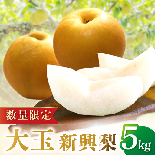 【先行予約／数量限定150】京丹後産・大玉 新興梨 5kg（6玉～10玉）（2026年10月中旬から発送）