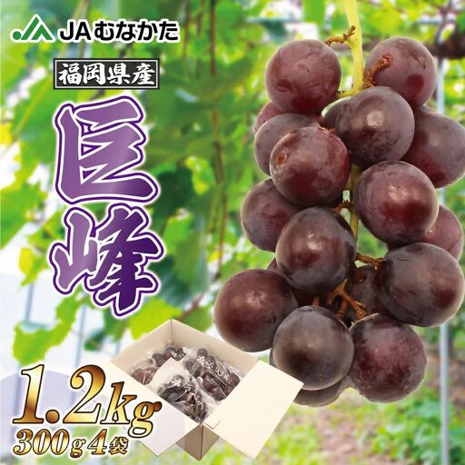 【2026年収穫分 先行予約】【JAむなかたより】巨峰1.2kg【JAほたるの里】_HA1476