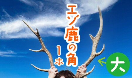 エゾ鹿の角 大1本（55cm～70cm前後） 蝦夷鹿 シカ 天然 素材 工作 DIY 自由研究 自然 キャンプ アクセサリー オブジェ 北海道 苫前町 とままえ tom04