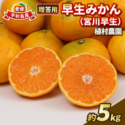 贈答用 早生みかん 宮川早生 5kg 植村農園 早生 わせ 贈答 ギフト プレゼント 果物 フルーツ 柑橘 みかん 蜜柑 産地直送 農家直送 数量限定 国産 愛媛 宇和島 B010-153008