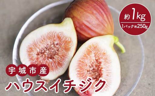 [先行予約] イチジク ハウスイチジク 約1kg(約250g×4パック) [合同会社宝Farm] [2026年5月下旬〜8月下旬頃順次発送予定]※離島配送不可 宇城市産イチジク 国産イチジク 熊本県産イチジク