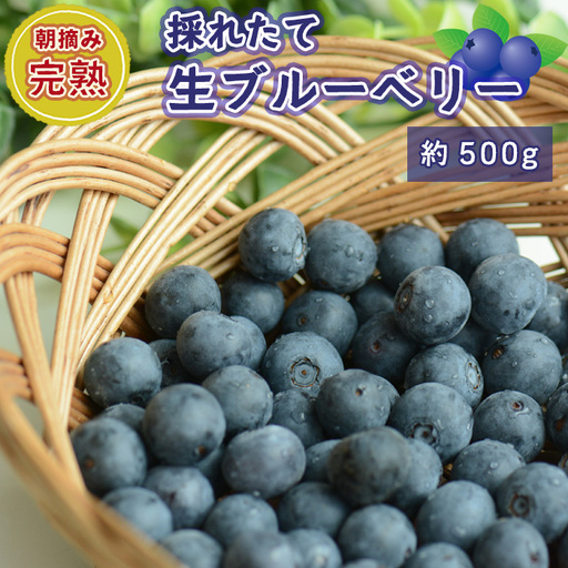 茨城県坂東市産 朝摘み完熟 採れたて生ブルーベリー 約500g No.721