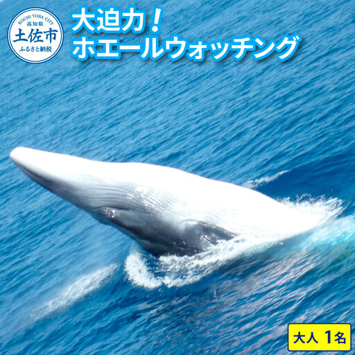 ホエールウォッチング 7000円分利用券（大人1名分相当） 高知県土佐市 【宇佐ホエールウォッチング協会】 [BQCH001]