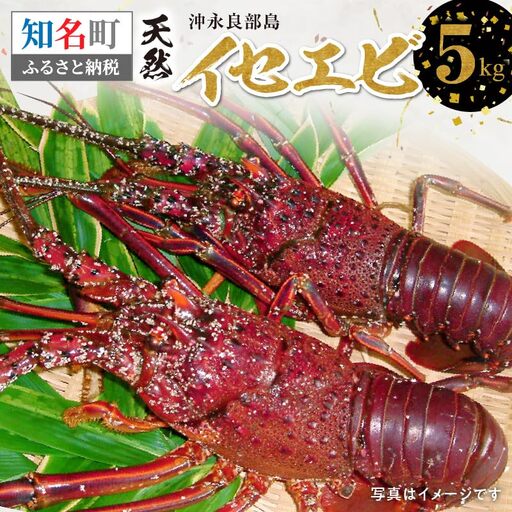 沖永良部島 の 天然 イセエビ 5kg C010-014 魚介類 冷凍 海老 エビ 伊勢海老