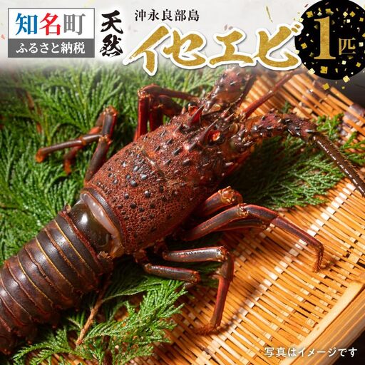 沖永良部島 の 天然 イセエビ 1匹 C010-021 魚介類 冷凍 海老 エビ 伊勢海老