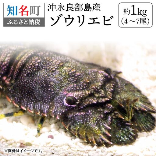 沖永良部 島産！ ゾウリエビ 約1kg （ 4～7尾 ） C041-001 魚介類 冷凍 海老 エビ