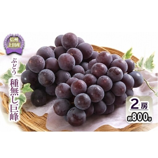 巨峰 信州上田産 種なし巨峰 約800g 2房 ぶどう 葡萄 ブドウ 種なし 800g 果物 くだもの フルーツ デザート 旬の果物 旬のフルーツ 長野県 長野