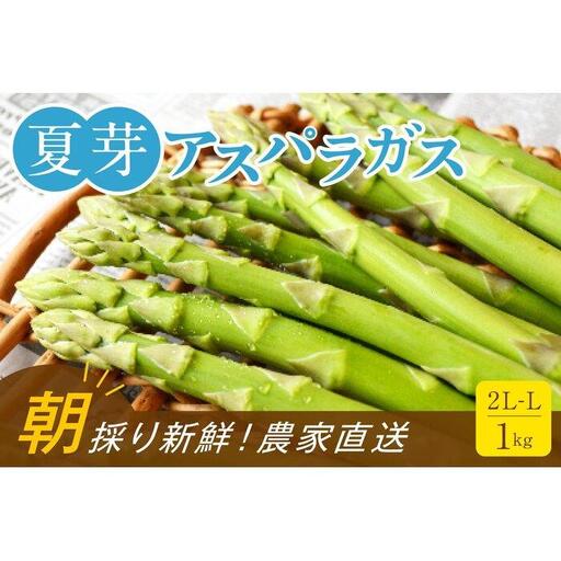 【朝採り直送】夏芽アスパラガス 1kg（2L-Lサイズ）福岡県産 2026年