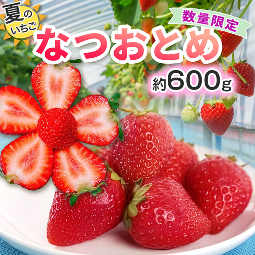 [期間限定／数量限定] 夏のいちご「なつおとめ」天空の高原いちご プレミアムギフト 計600g 贈答用 化粧箱入り 約4人分 いちご フルーツ 果物 [0367]
