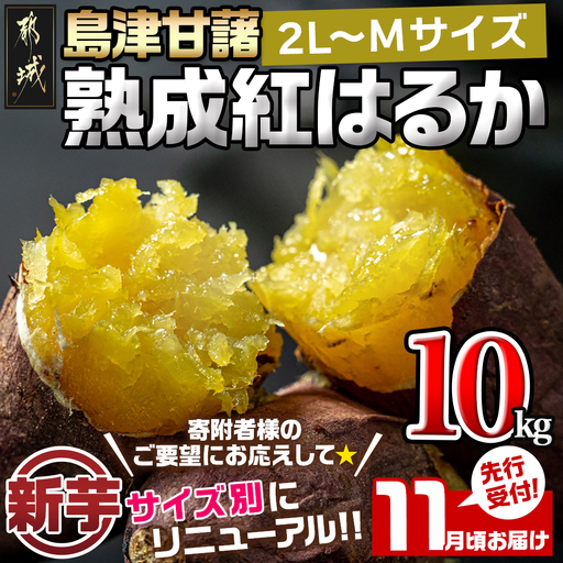 先行受付!【11月お届け】島津甘藷　熟成紅はるか 10kg(2L～M)〔12-A7-001-10kg-11〕_(都城市) 島津甘藷 紅はるか 未選別 10kg 2L～M