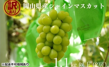 訳あり シャインマスカット 2房 合計1.1kg以上 産地直送 朝採れ ぶどう 葡萄 シャイン マスカット 岡山 Kawahara Green Farm 岡山県産 2026年 