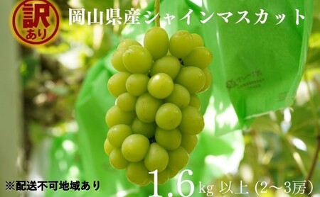 訳あり シャインマスカット 2～3房 合計1.6kg以上 岡山県産 シャインマスカット