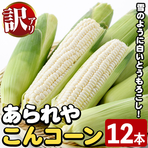[先行予約受付中!2026年9月下旬以降順次発送予定]訳あり!白いとうもろこし「あられやこんコーン」(12本) 国産 トウモロコシ 玉蜀黍 ホワイト コーン 野菜 糖度 夏 イネ科 数量限定 期間限定 訳アリ 旬 [うとさんち]akn067-05