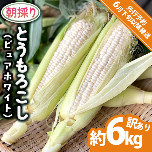 とうもろこし 訳あり ピュアホワイト 約6kg 朝採り 産地直送 令和8年産