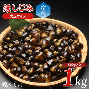 活しじみ 特選 大玉 1kg(500g×2) 涸沼川 う女川(IX-105)