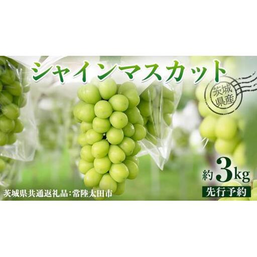 【 先行予約 】茨城県産 シャインマスカット 約 3kg 4房入り ( 茨城県共通返礼品 : 常陸太田市 )【 2025年 9月中旬頃より発送 】 シャインマスカット フルーツ ぶどう 葡萄 ブドウ マスカット 果物 期間限定 数量限定